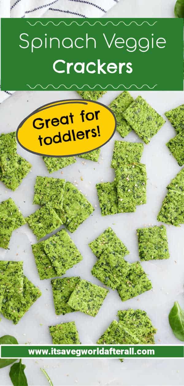 spinach crackers are great for toddlers to make and use as snack or appetizer