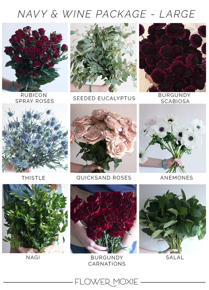 a bunch of flowers that are labeled in different colors and sizes, with the names below them