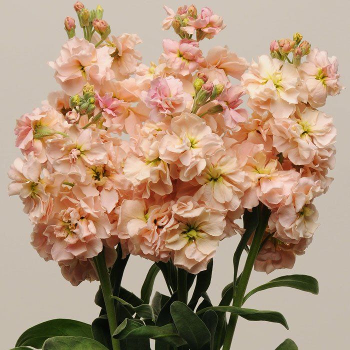 some pink flowers are in vases on a table