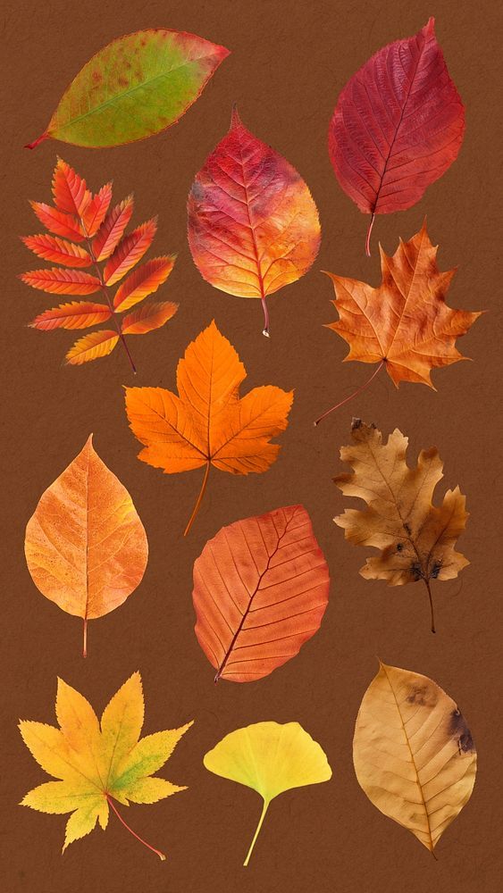 an assortment of autumn leaves on a brown background