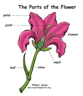 the parts of a flower labeled in english