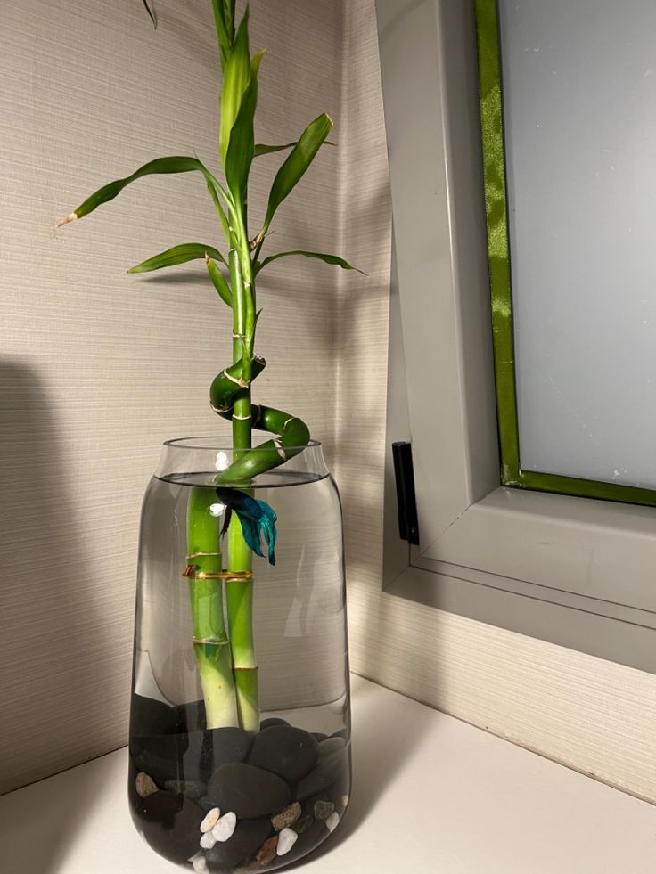 a plant in a vase with rocks and water