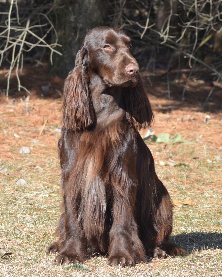 a large brown dog sitting on top of a grass covered field with trees in the background