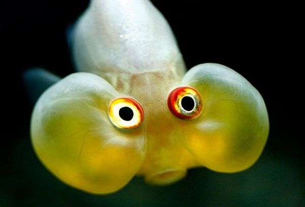 an image of a fish with two eyes on it's face and the caption says some species of aquarium fish hold their breath to try and get their own way, don't