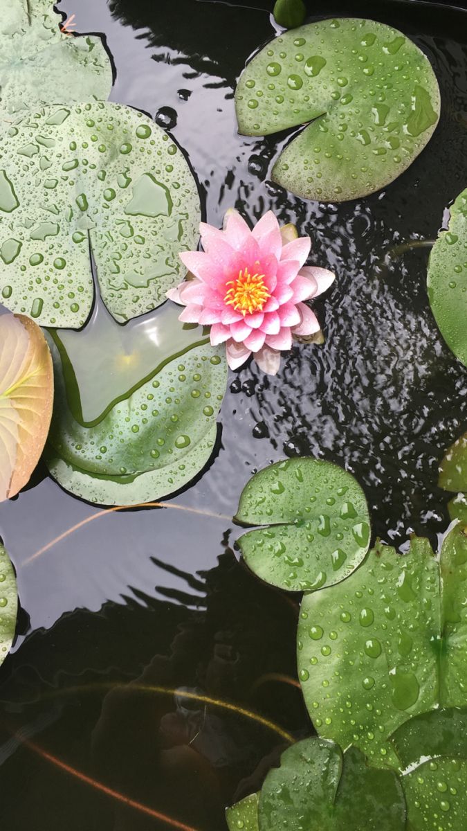 a pink water lily floating on top of a pond filled with green leafy plants