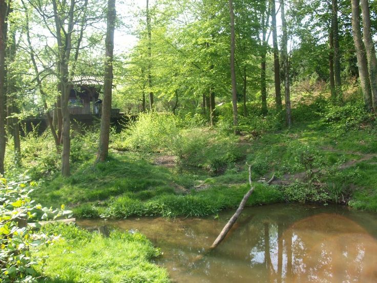 there is a small creek in the middle of the woods with a truck on it