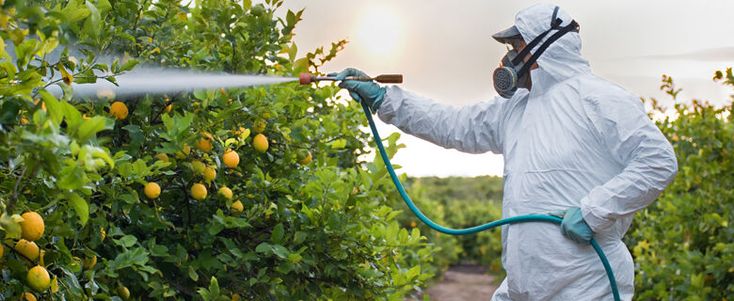 a person spraying pesticide on an orange tree