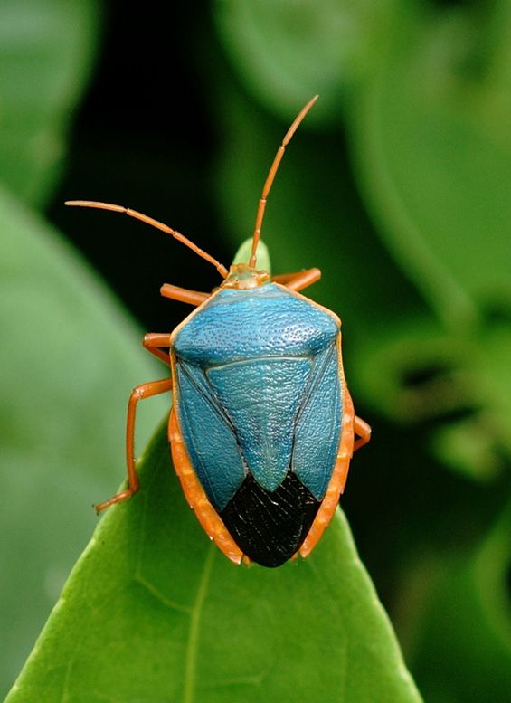 a blue bug sitting on top of a green leaf