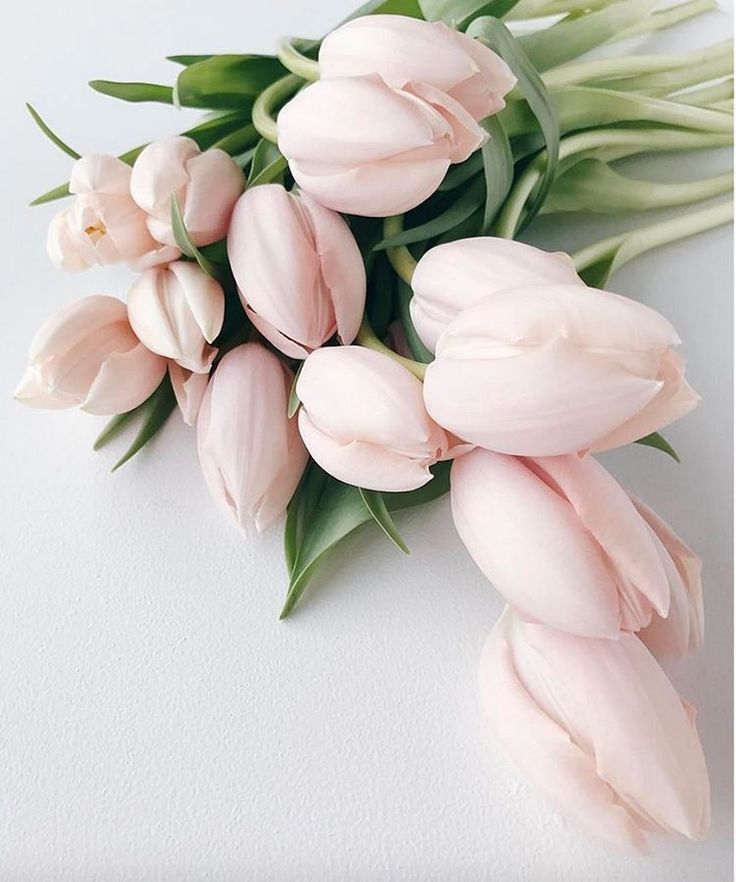 pink tulips are arranged on a white surface