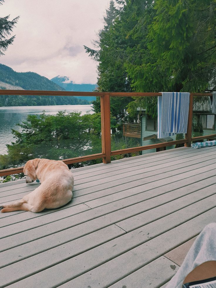 a dog that is laying down on a wooden deck near the water and some trees