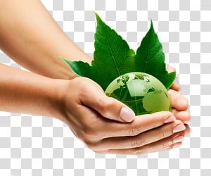 two hands holding a green globe with leaves on it, and the earth in its palm