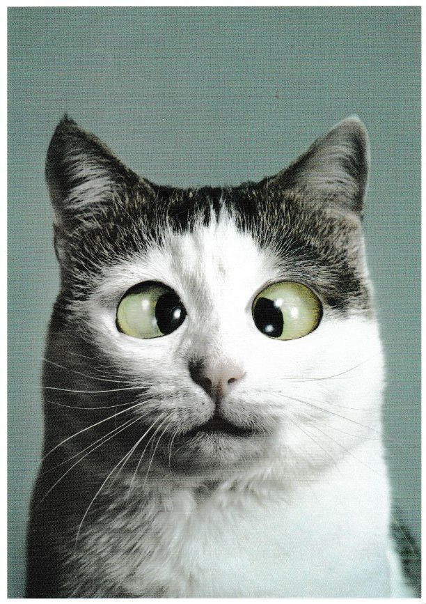 a white and gray cat with green eyes