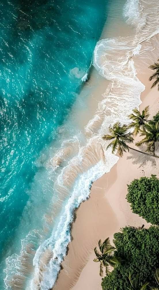 an aerial view of the beach and ocean with palm trees in the foreground, from above