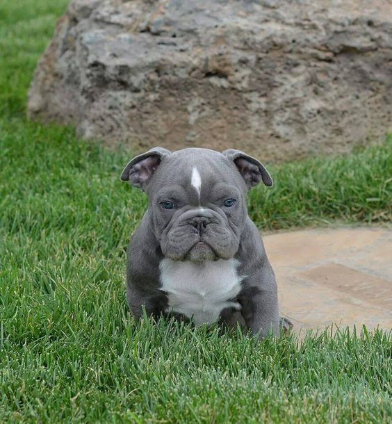 a small gray and white dog sitting in the grass