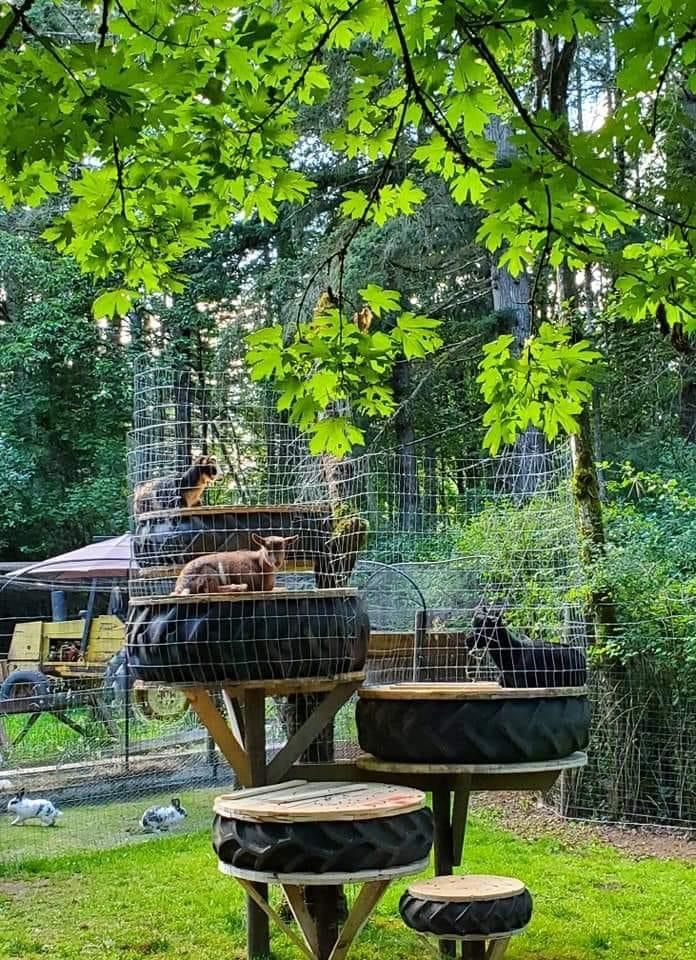 an outdoor area with several birds in cages