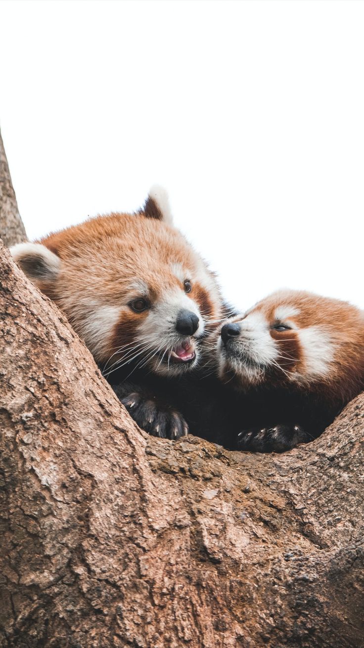 two red pandas cuddle together in a tree