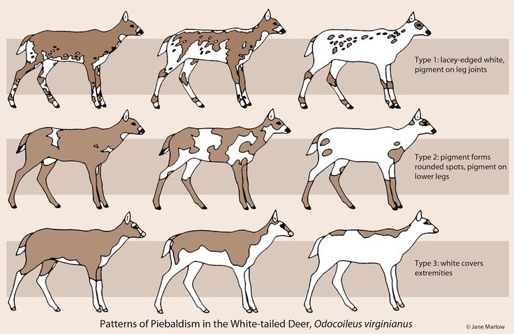 the different types of deer are shown in this graphic diagram, which shows how they can be