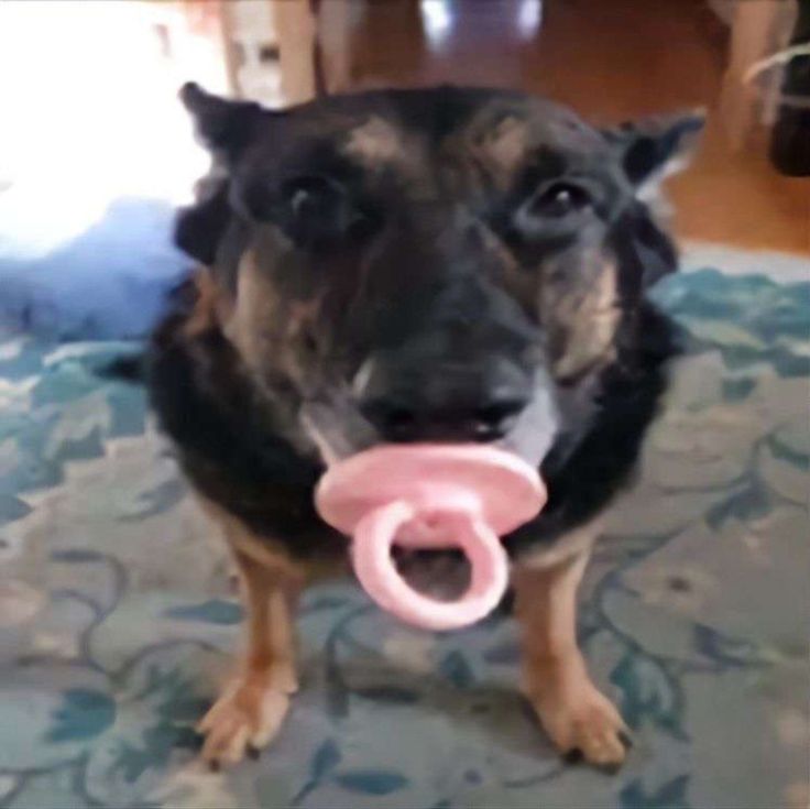 a dog holding a pink toy in its mouth on the floor with it's tongue out