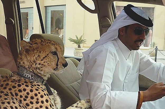 a man driving a car with a cheetah in the passenger seat