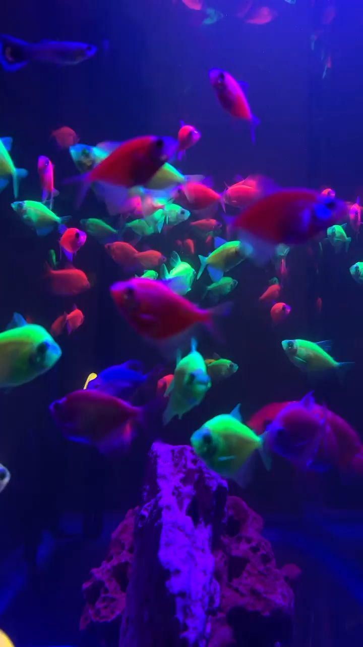 an aquarium filled with lots of different colored fish