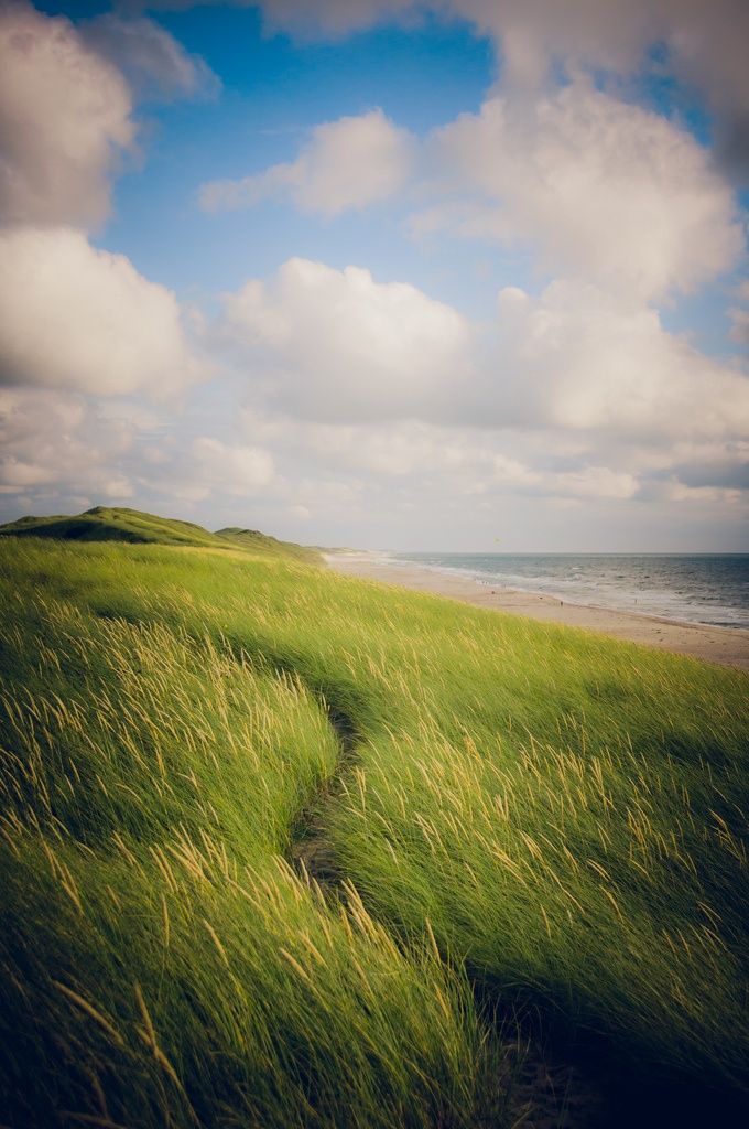 the grass is blowing in the wind by the beach