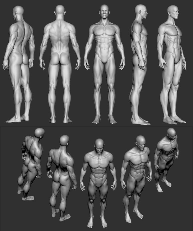 an image of the human body in various poses and positions, all showing different muscles