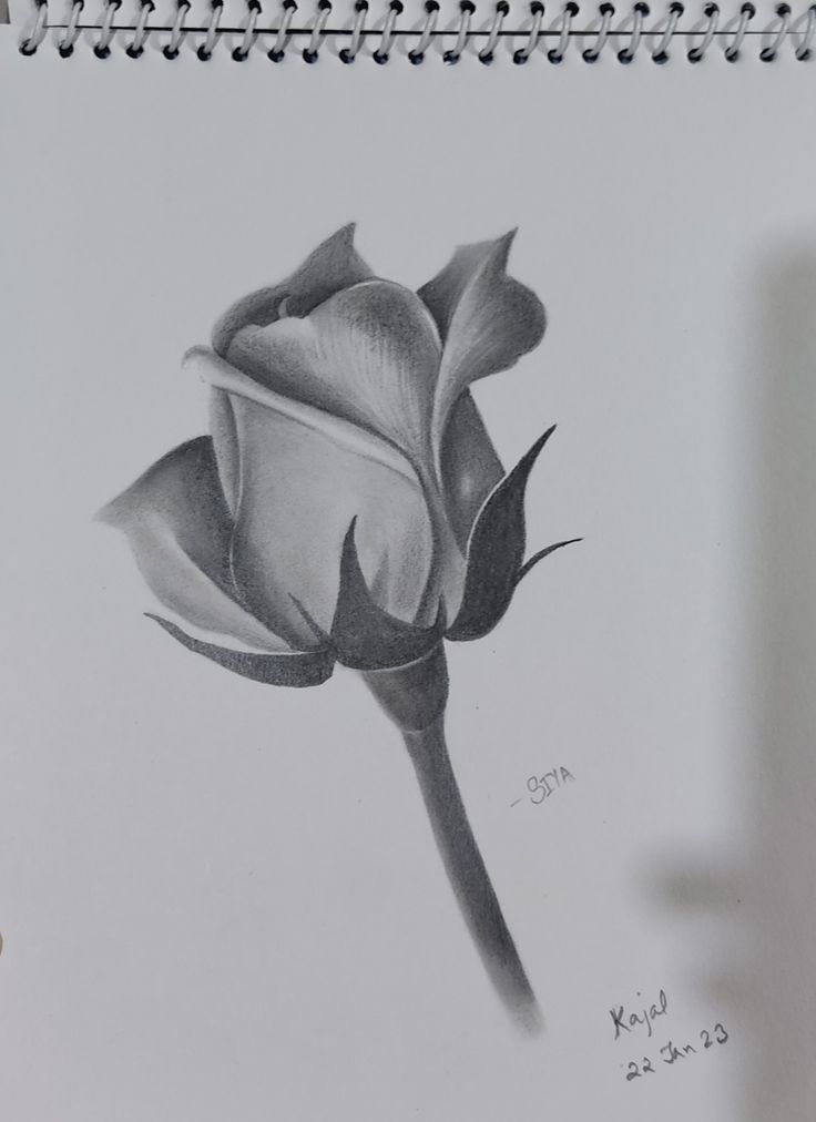 a pencil drawing of a single rose