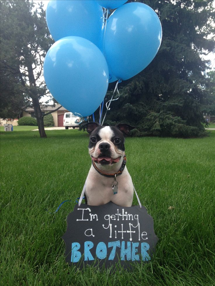 a small dog is sitting in the grass with balloons and a sign that says i'm getting a little brother