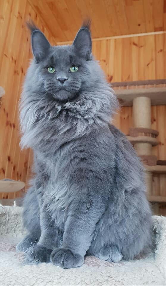 a fluffy gray cat sitting on top of a rug