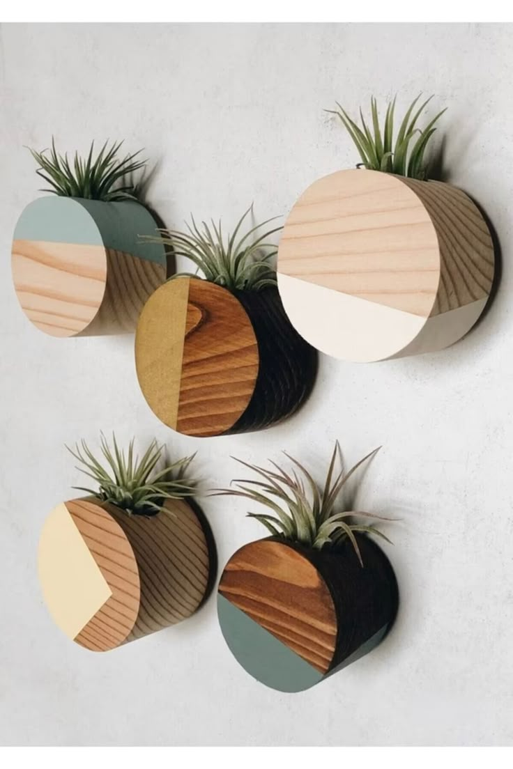 three air plants are hanging on the wall next to some wooden circles with geometric shapes