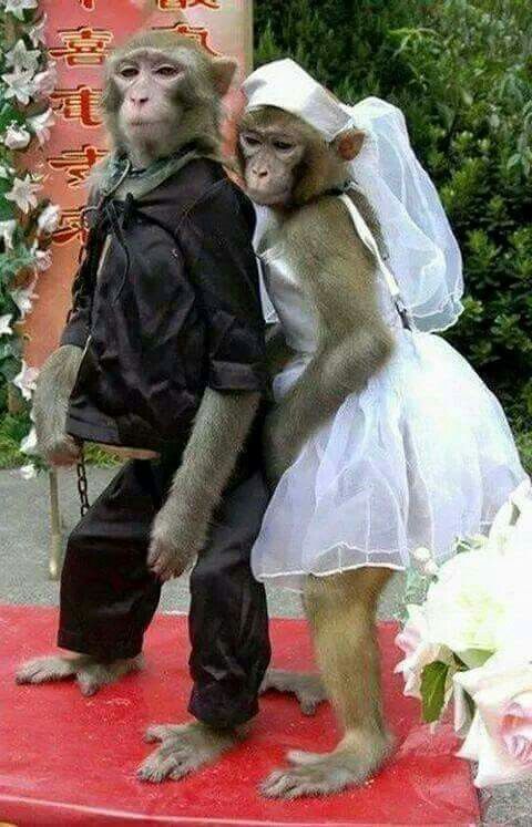 two monkeys dressed up as bride and groom