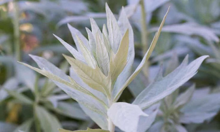 a plant with green leaves in the foreground and blue foliage in the background,