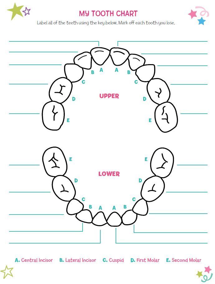 a diagram showing the parts of a tooth