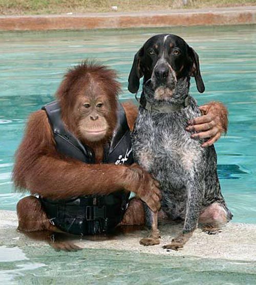 an orangutan sitting next to a dog in a pool with another animal