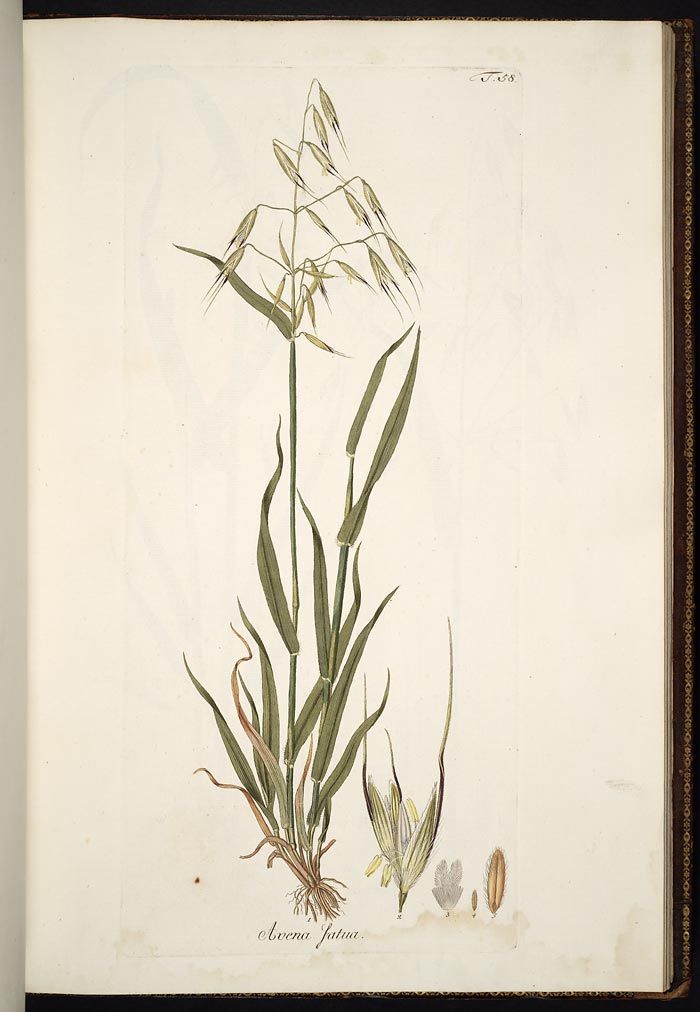 an antique botanical print of a plant with leaves and flowers in the foreground, on a white background