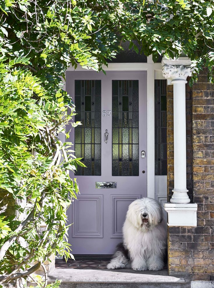 a white dog sitting in front of a purple door