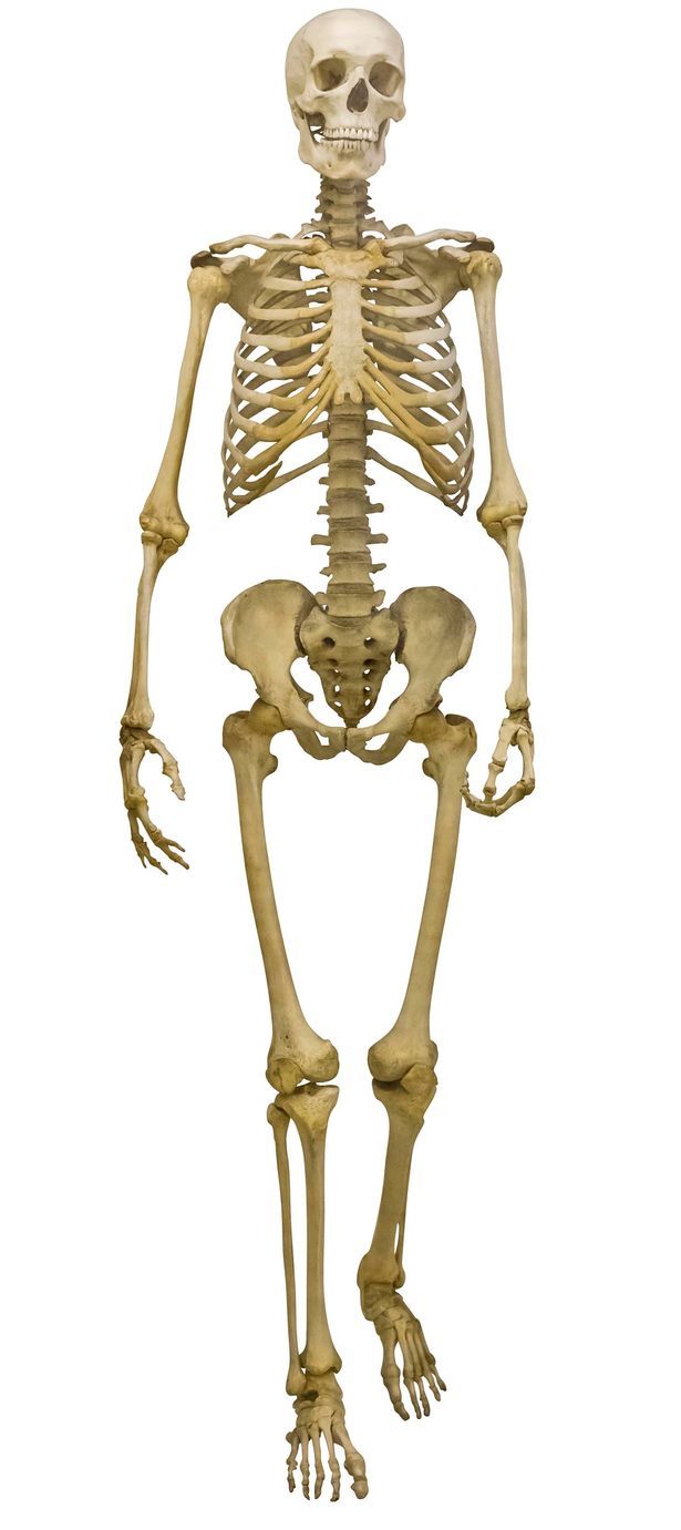 an image of a human skeleton with the lower body visible and upper limbs showing,