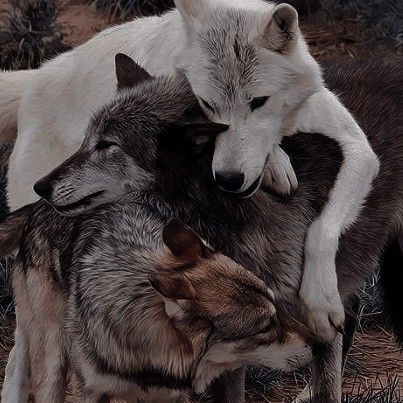 three wolfs are playing with each other in the wild