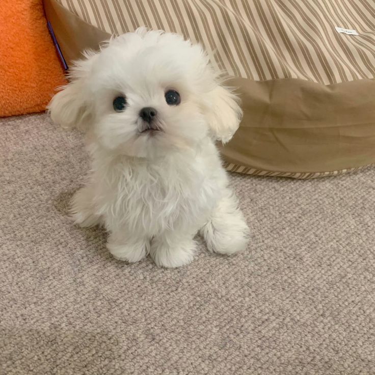 a small white dog sitting on top of a carpeted floor next to a pillow