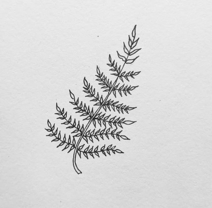 a black and white drawing of a fern leaf on top of a piece of paper