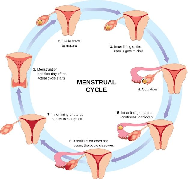 the menstrual cycle is shown with different stages in each part of the circle