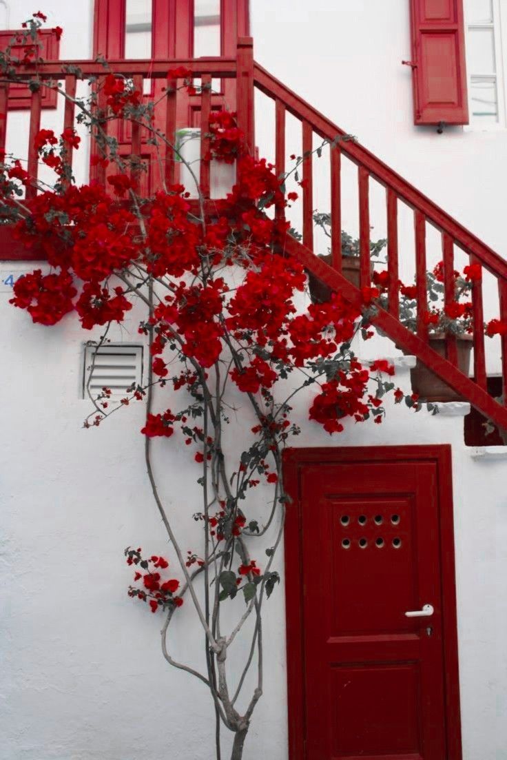 red flowers are growing on the side of a white building next to a red door