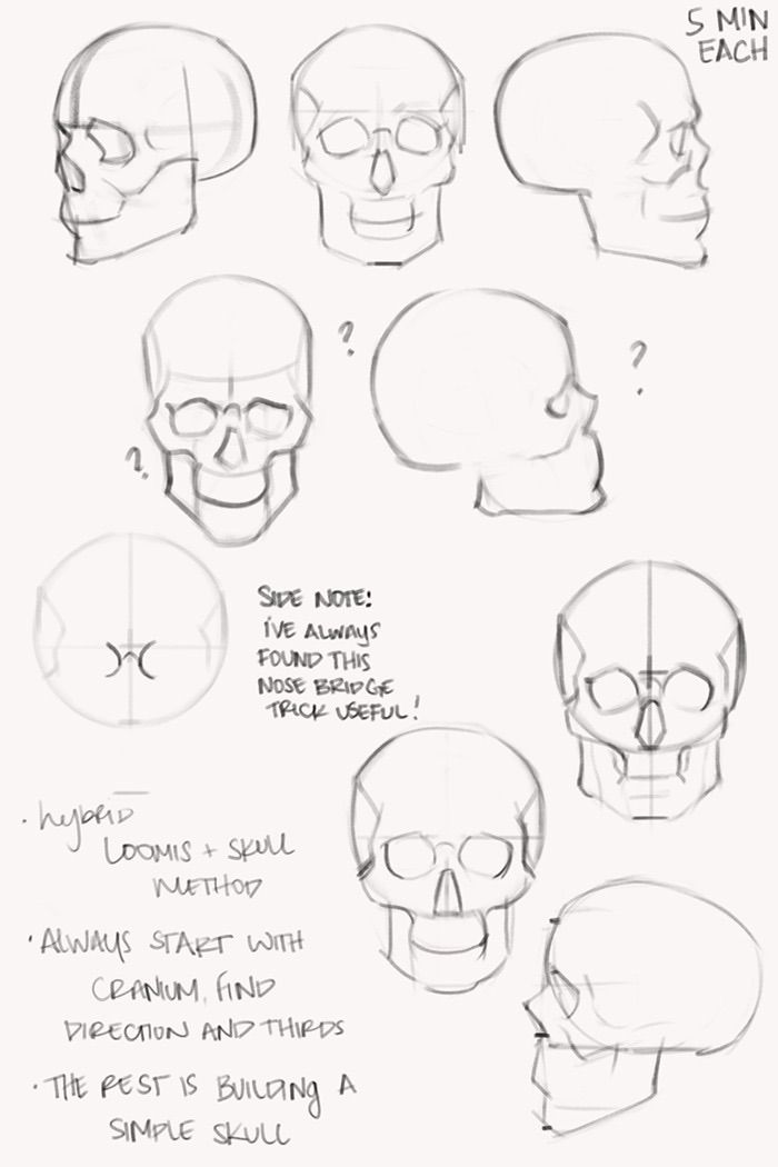 a bunch of different types of skulls