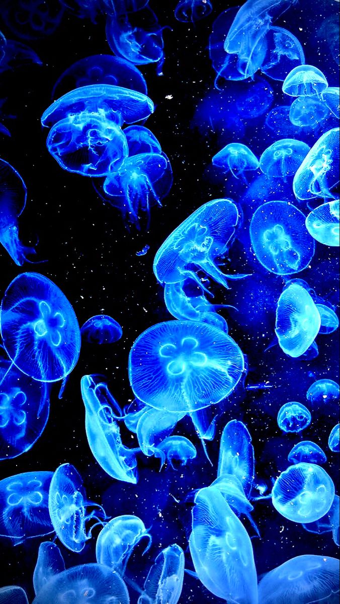 many blue jellyfish are floating in the water