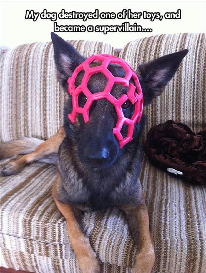 a dog with a red ball on its head sitting on a couch