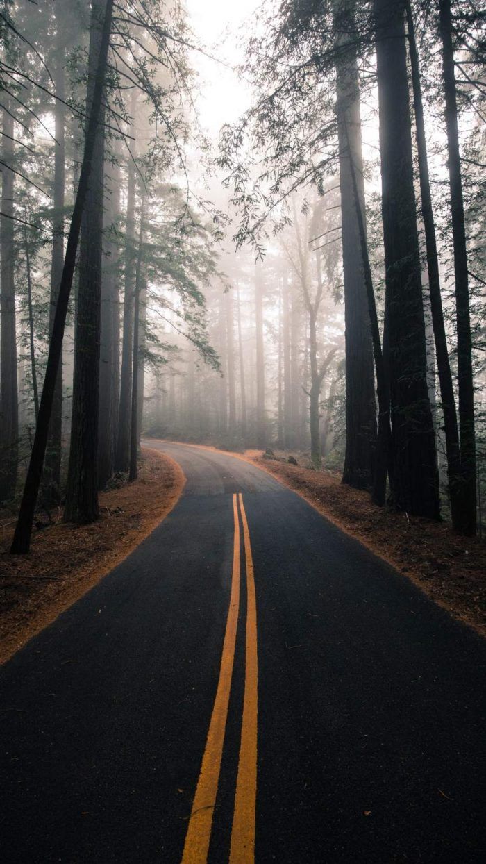 an empty road in the middle of a forest with trees on both sides and fog