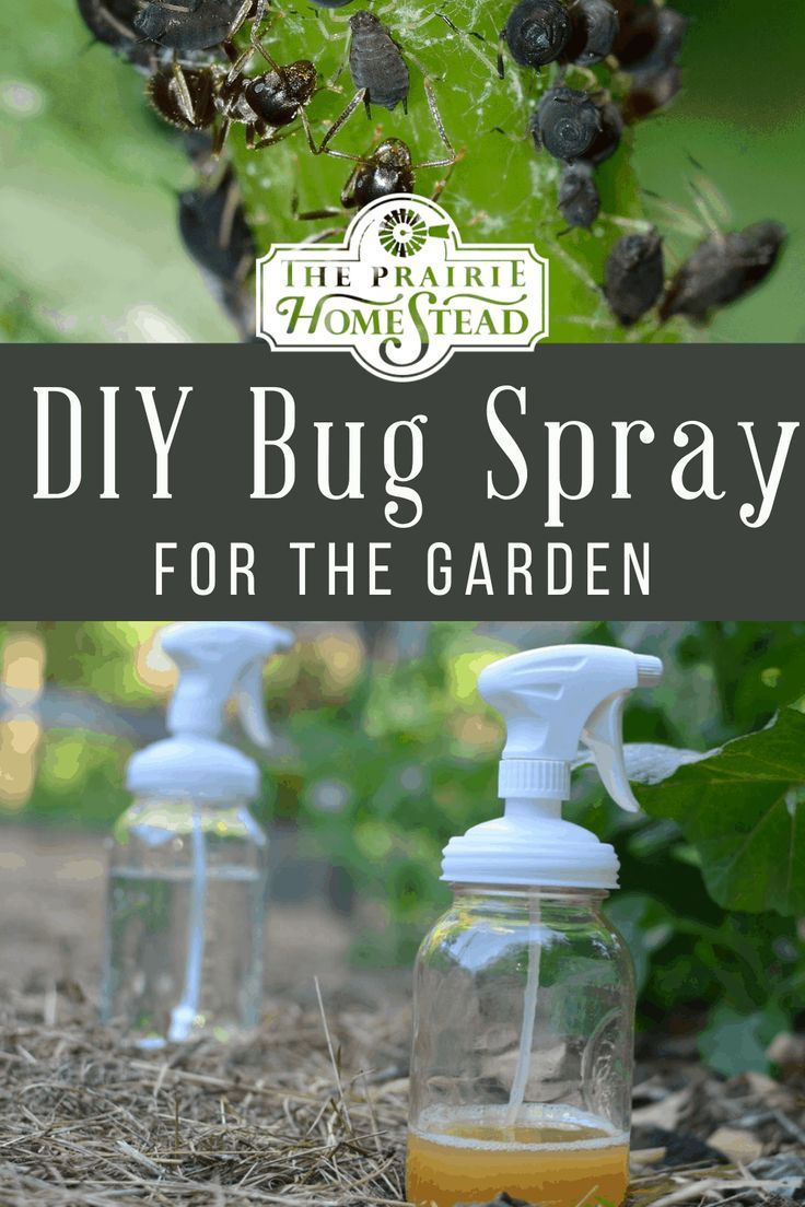 two spray bottles filled with insecticide sitting on the ground next to grass and plants