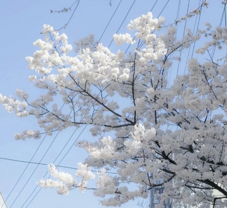 a tree with white flowers in front of power lines and buildings on a sunny day