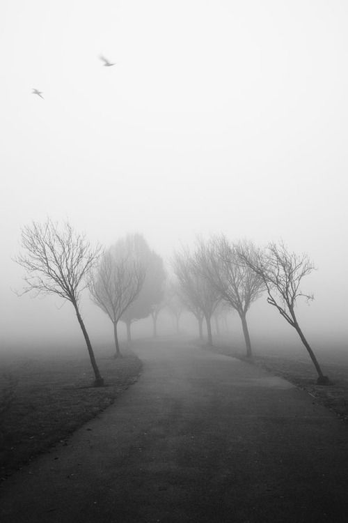 a foggy road with trees and birds flying in the distance