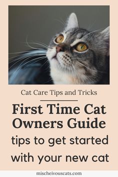 cat care tips and tricks first time cat owner's guide to get started with your new cat